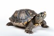 © Iryna - Exotic turtle isolated on white background.