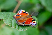 Peacock Butterfly On Green Leaf