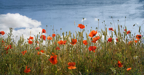 Wall Mural - Mohn