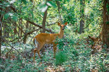 Hawk Island County Park, ingham county, Michigan, USA