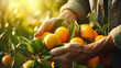 Close up of farmer male hands picking orange or mandarin fruits. Organic food, harvesting and farming concept.