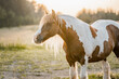 Spotted pinto horse in the evening pasture. Brown and white spots.