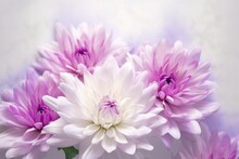 Pink And White Chrysanthemum. White Purple Chrysanthemums Flowers On White Background. Generative Ai