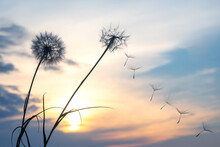 Dandelion Seeds Are Flying Against The Background Of The Sunset Sky. Floral Botany Of Nature