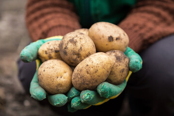 Organic potato harvest in garden, field. Farmer hands in gloves with freshly harvested potato close up. Bio and eco farming cultivation