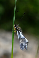 Wall Mural - Owlfly // Weißer Schmetterlingshaft (Libelloides lacteus) - Evros Delta, Greece