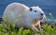 White nutria on the shore of the lake