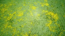 Aerial View Of The Beautiful Yellow Goldifelds Blossom With Soda Lake