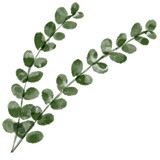 Fototapeta  - leaves isolated on white background