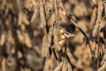 Wall Mural - soybean pod shattering with seed in field during harvest. Drought stress, moisture content and yield loss concept