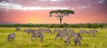 A Herd Of Zebras On The Savannah In The Maasi Mara, Kenya