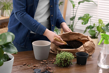 Woman filling flowerpot with soil at wooden table indoors, closeup. Transplanting houseplants