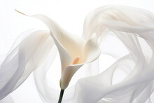 White Calla Beauty Blossom