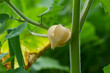 © Daniel - Physalis peruviana, Cape gooseberry, Peruvian groundcherry fruit close up.