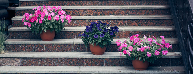 A close-up view of flowers in garden pots at eye level. Standing on the stairs, three pieces of different colors with space to copy. High quality photo