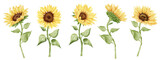 Watercolor sunflower hand painted illustration set. Yellow flower, bud, leaf. Classic floral botanical illustration.