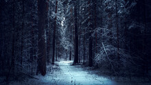 Dark And Mistery Winter Pine Forest. Dreamy Landscape.