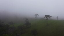 Green Fields And Trees In The Mountains Covered With Fog And Clouds. Sri Lanka.