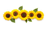 Fototapeta  - Beautiful sunflowers and leaves on white background
