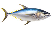 Tuna Fish Isolated On Transparent Background (PNG)