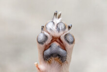 Dog's Paws With Long Claws