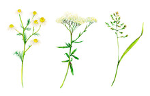 Yellow And Green Set Of Meadow Wildflowers - Yarrow, Camomile And Bluegrass Hand-drawn. Watercolor Floral Natural Illustration Of Delicate Plants Isolated On White Background