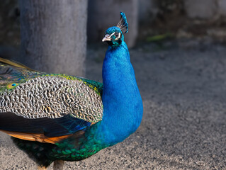 Sticker - portrait of an Indian peacock on a blurred background