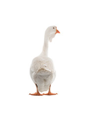 Sticker - white goose isolated on white background