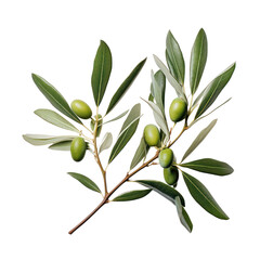Wall Mural - Olive tree branch, green olives and leaves isolated on transparent background, PNG