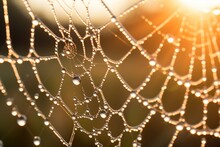 Close-up Of Dew Drops On A Spider Web, Backlit By Dawn's Light