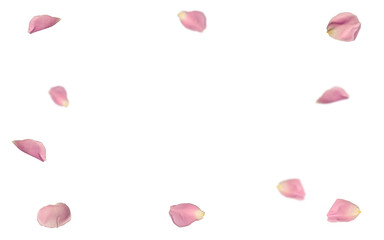 Frame border with pink petals, bokeh effect,  copy space on a transparent neutral background, PNG