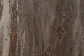 Poster - Closeup shot of platan tree trunk