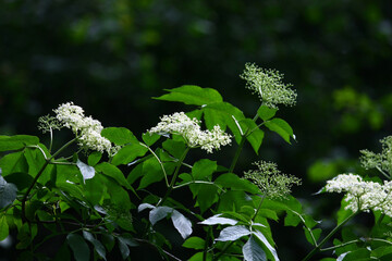 Wall Mural - Blooming wild Sambucus nigra in nature, Slovakia.