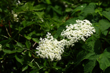 Wall Mural - Blooming wild Sambucus nigra in nature, Slovakia.