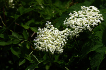 Wall Mural - Blooming wild Sambucus nigra in nature, Slovakia.