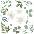 © Alena - Mix of herbs and plants vector collection. Juicy eucalyptus, green plants and leaves. All elements are isolated. White orchid branch with eucalyptus. Vector illustration