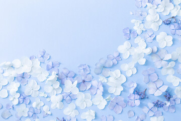 Wall Mural - blue and white  hydrangea flowers on blue background