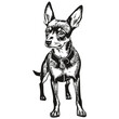 Miniature Pinscher dog realistic pet illustration, hand drawing face black and white vector sketch drawing
