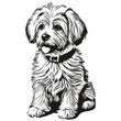 Coton de Tulear dog line illustration, black and white ink sketch face portrait in vector sketch drawing