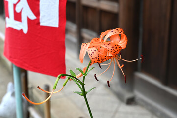 Wall Mural - 東京上野の五條天神社のオニユリの花