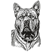 Dogue De Bordeaux Dog Line Illustration, Black And White Ink Sketch Face Portrait In Vector Realistic Breed Pet