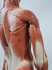 human muscular anatomy model