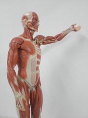 human muscular anatomy model