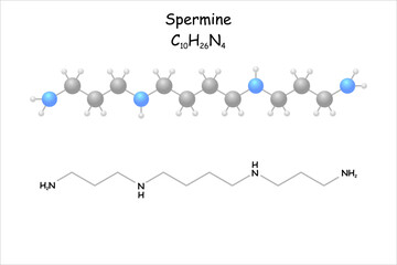 Wall Mural - Stylized molecule model/structural formula of spermine.