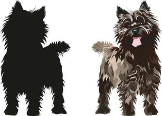 Wall Mural - Standing Cairn Terrier dogs. Cute side view pet. Logo design, breed of working dog of medium to large size. Pet character postcard art. Funny dog mascot. Detailed small pet illustration, silhouette