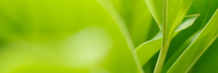 Green leaves with morning sunlight Natural green leafy plants are used as background The green cover represents nature.