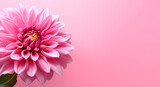 Fototapeta Kwiaty - close up of beautiful flower on pink background and copy space, generative ai