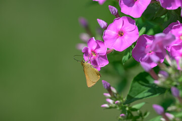 Wall Mural - a yellow and brownish butterfly with its very long proboscis feeds on the pink phlox in our garden i