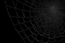 Spider Web Dark Background, Dewy Cobwebs