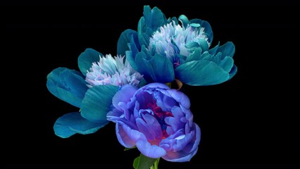 Wall Mural - Beautiful blue peony flowers bouquet background. Blooming Wedding backdrop, Valentine's Day concept.